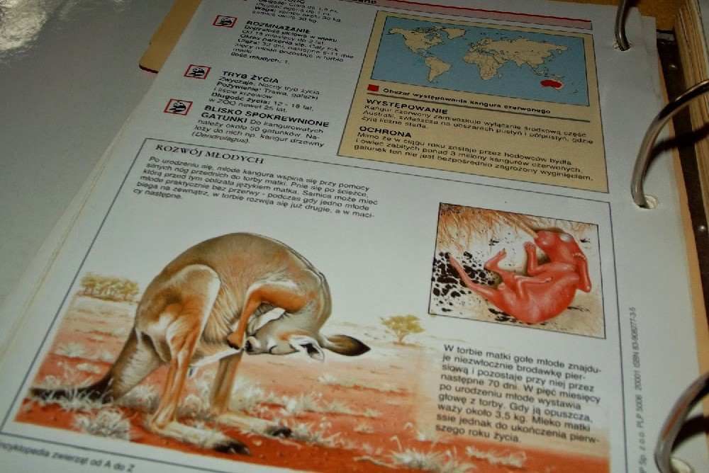 bajkowy projekt blogowy australia