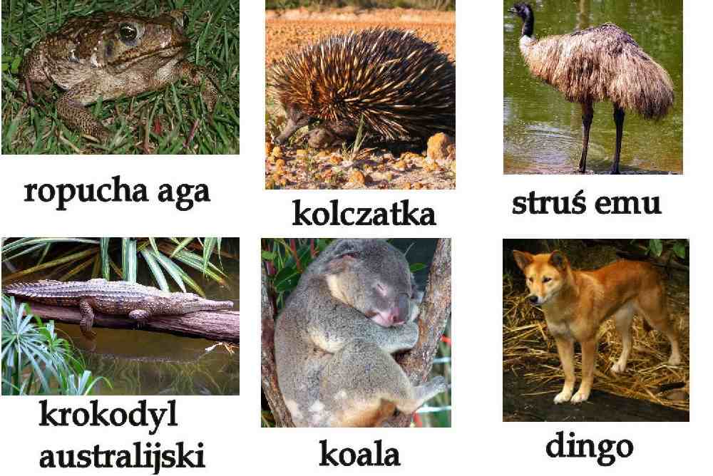 bajkowy projekt blogowy australia