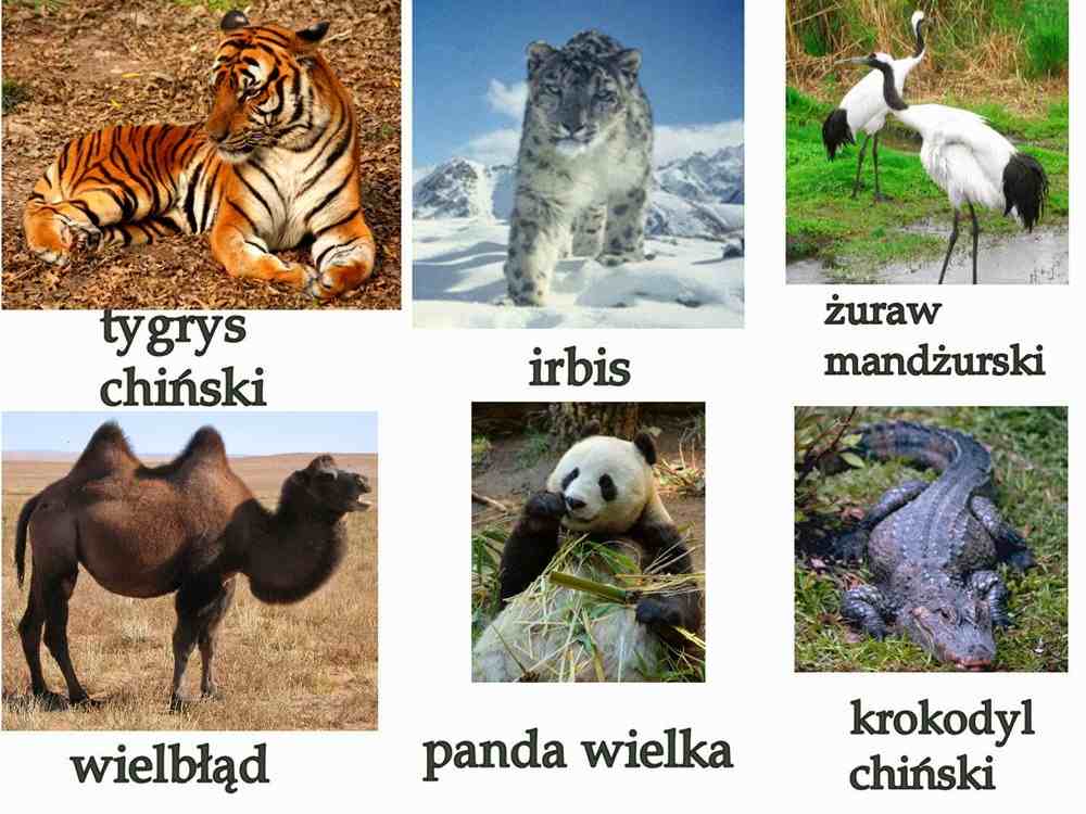 bajkowy projekt blogowy chiny