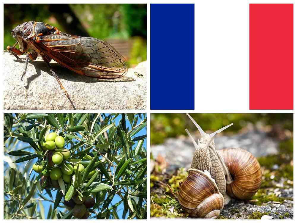 bajkowy projekt blogowy francja