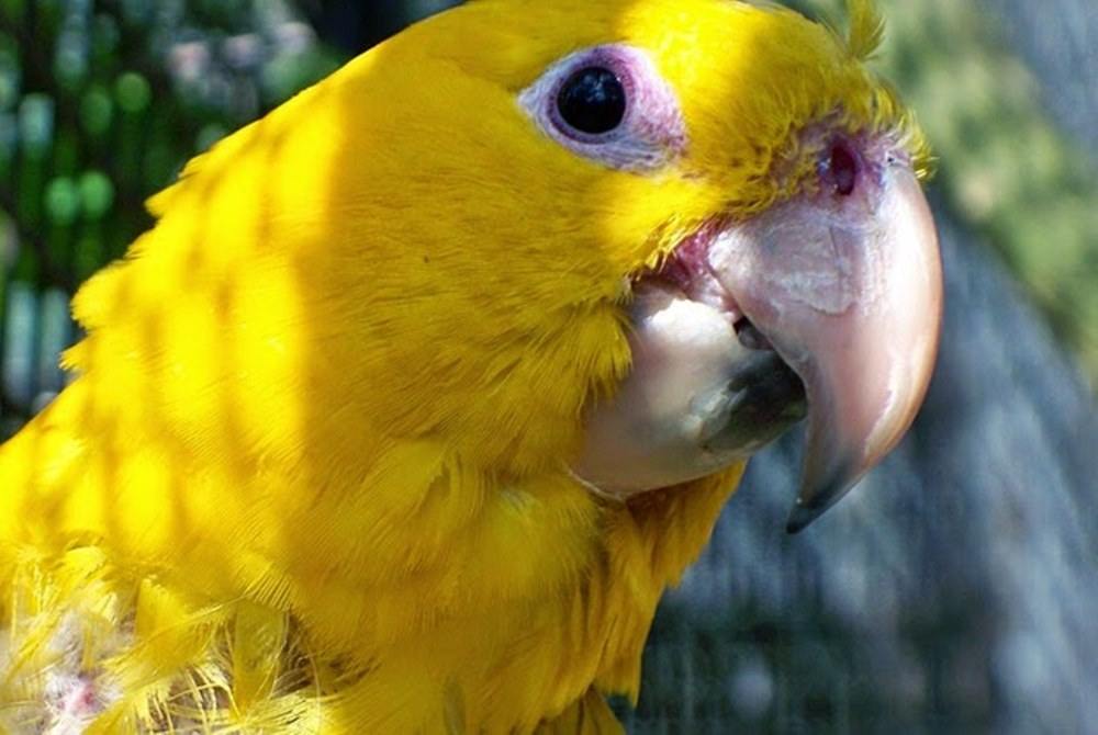 SEO:Ameryka Południowa - Bajkowy Projekt Blogowy