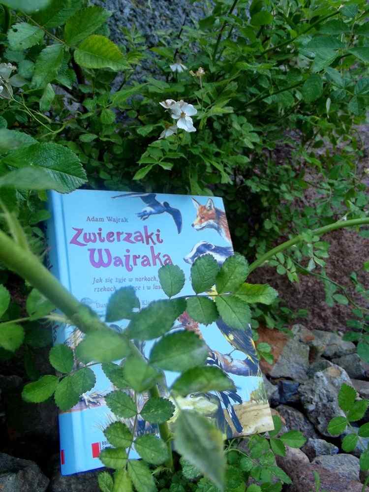 zwierzaki Wajraka
