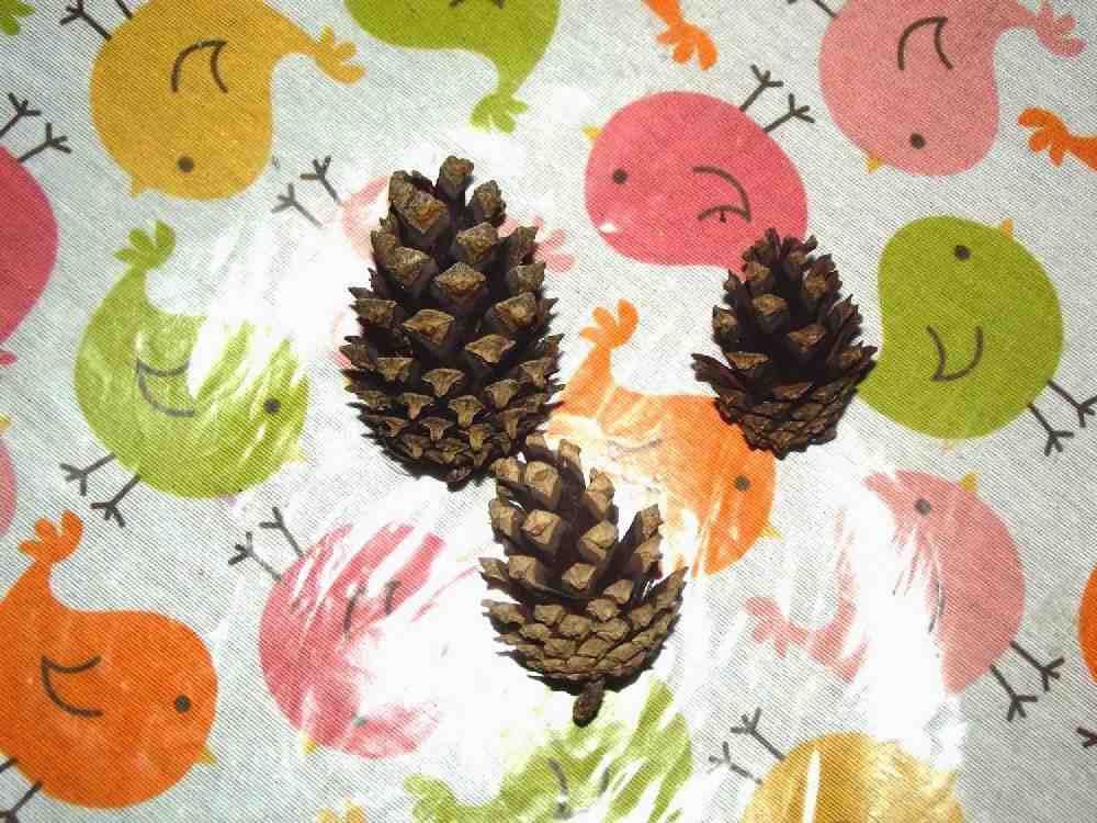 jaka będzie pogoda szyszka ci powie