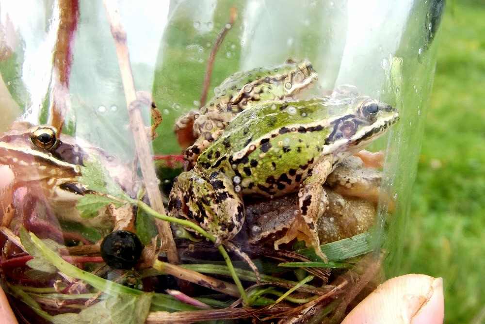 żaby na łące