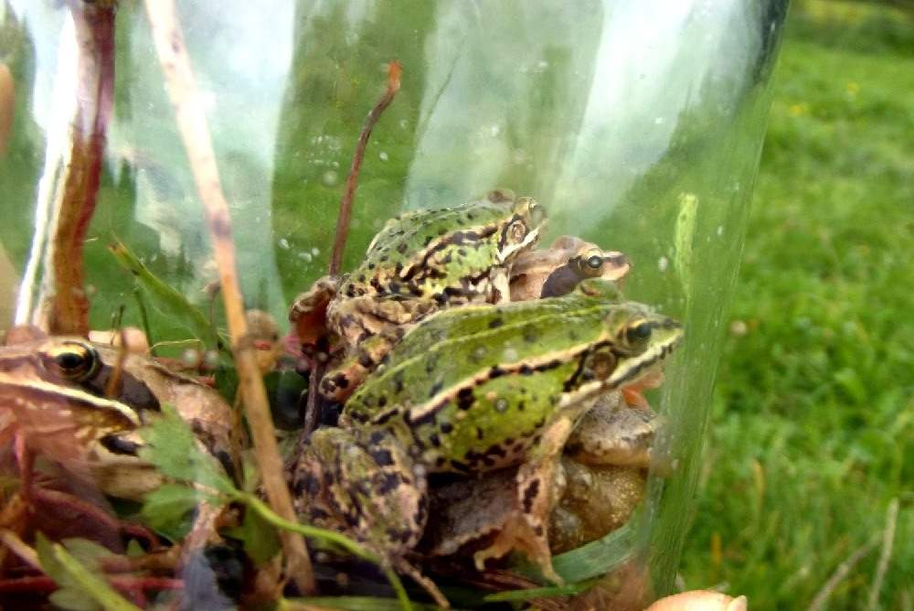 żaby na łące