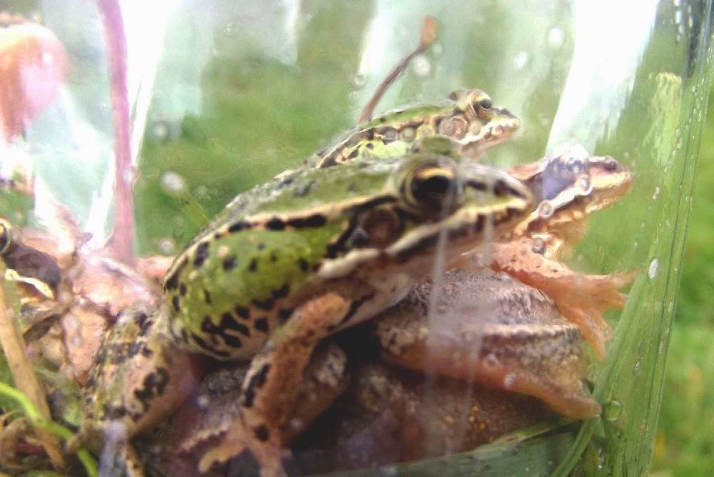żaby na łące