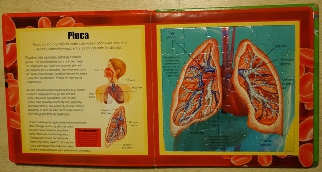 anatomia dla dziecia