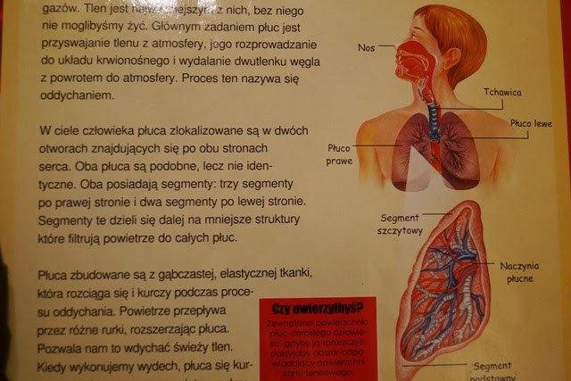 anatomia dla dziecia