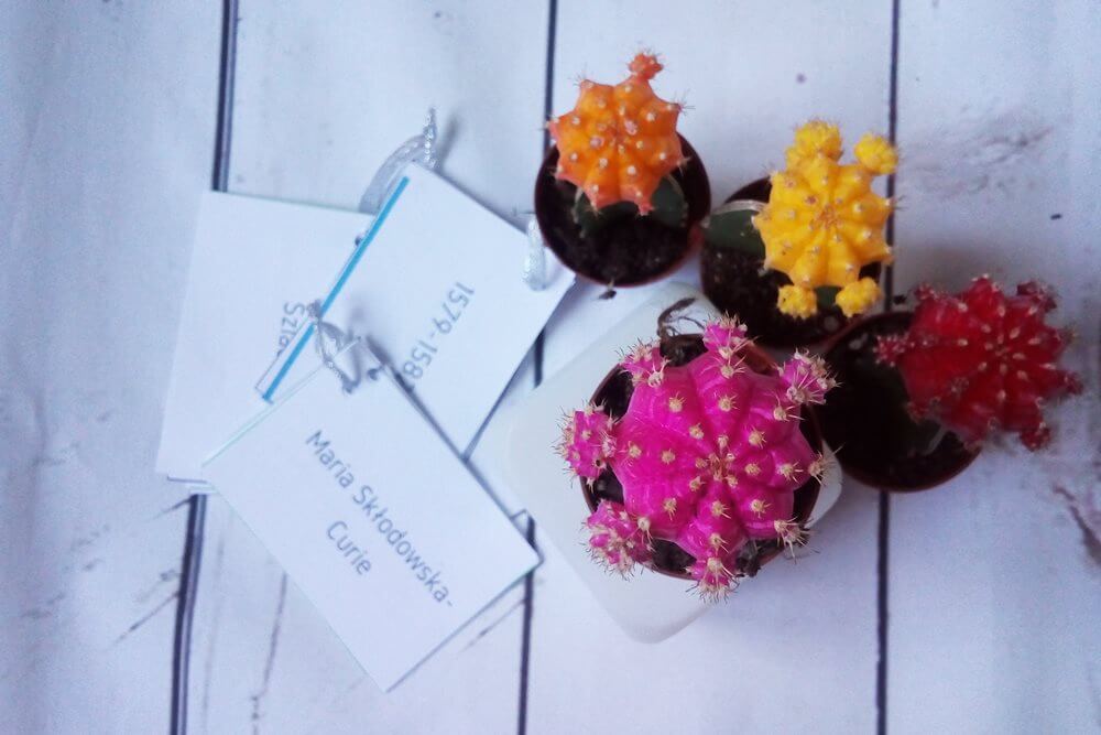 fiszki z XVII wiecznej historii