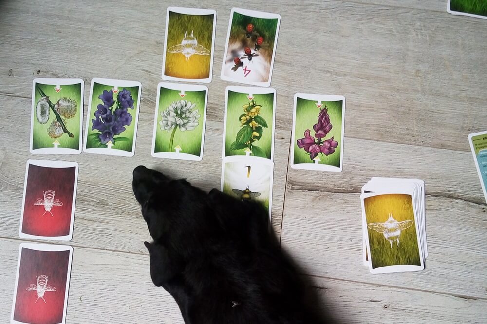 pszczoły gra edukacyjna