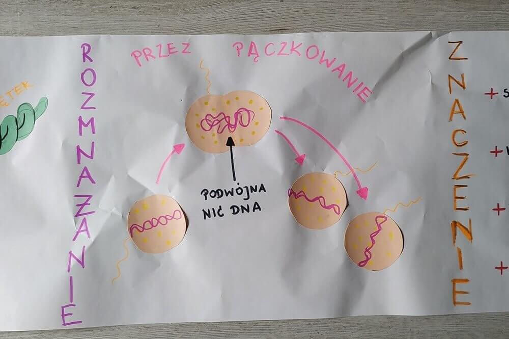 plakat komórka bakteryjna