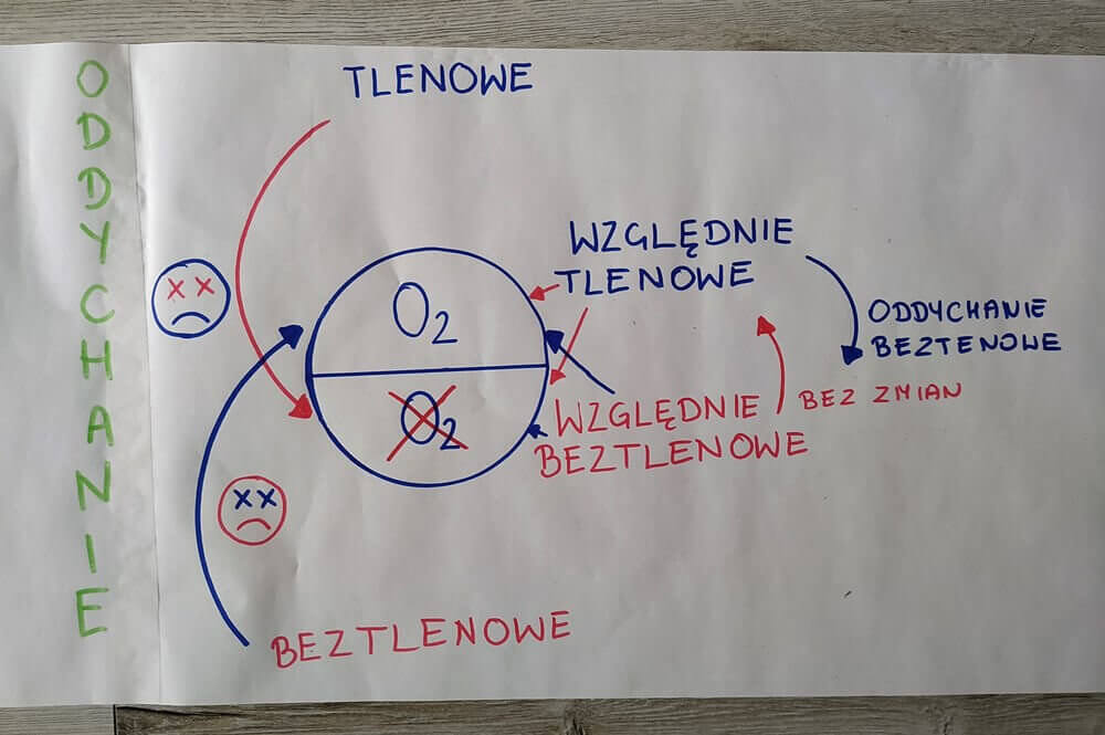 plakat komórka bakteryjna