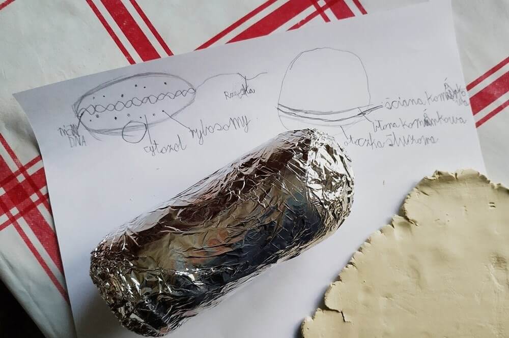 komórka bakteryjna z glinki